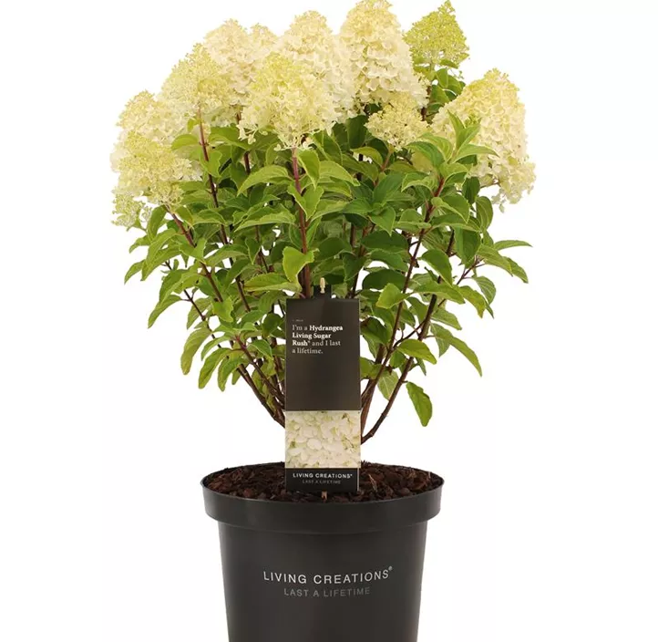 Rispenhortensie 'Living Creations'®