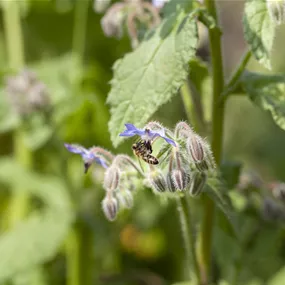 Borago officinalis