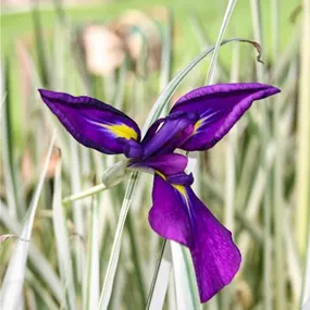 Iris kaempferi Variegata