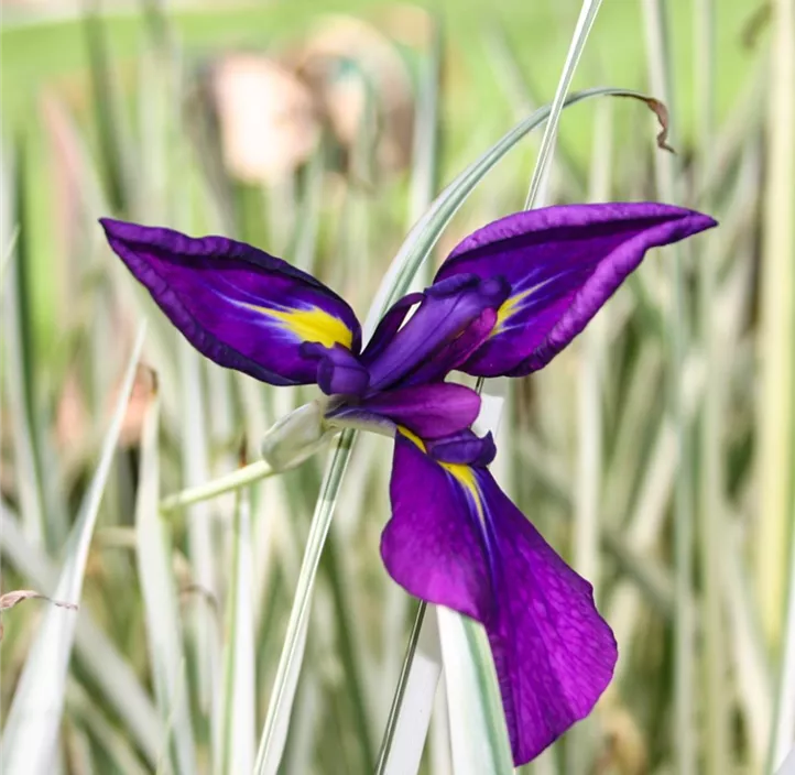 Japanische Sumpf-Schwertlilie 'Variegata'