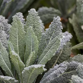 Brassica oleracea var. palmifolia