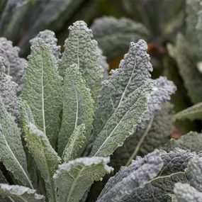 Brassica oleracea var. palmifolia