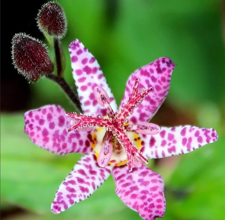 Krötenlilie 'Pink Freckles'