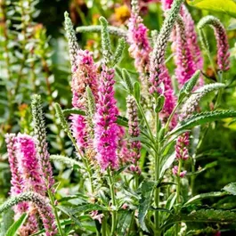 Veronica spicata Anniversary Rose