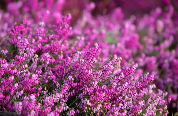 Erica carnea 'Rosalie'