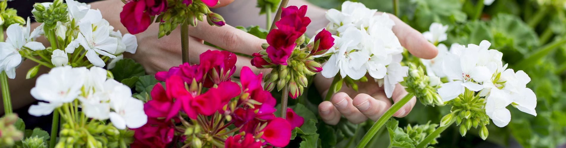 Balkonblumen-Header-0-489-2702-1519 Balkonblumen-Header-0-489-2702-1519