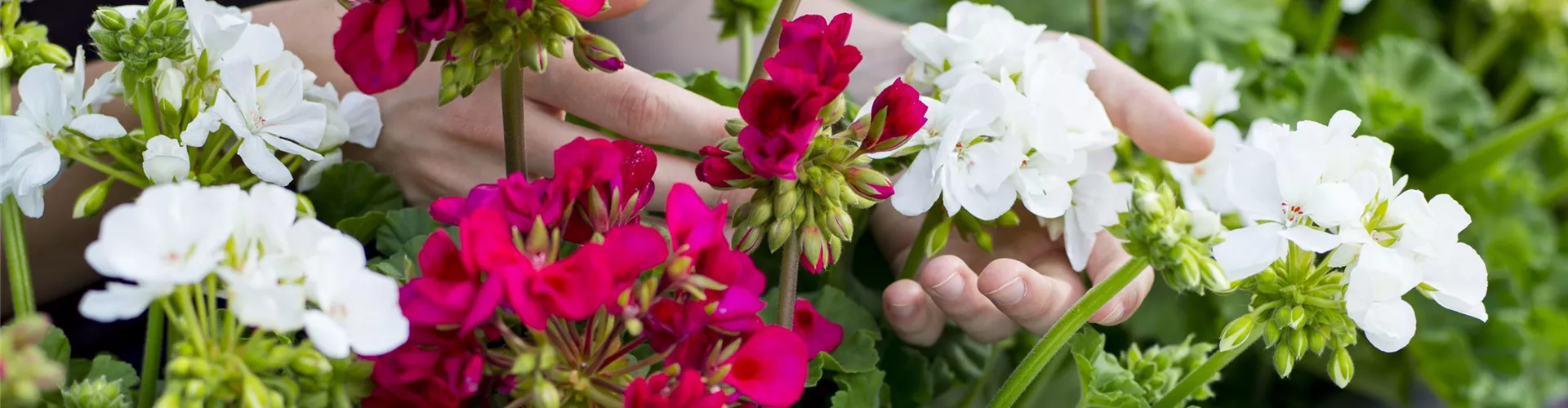 Balkonblumen düngen - Bellaflora