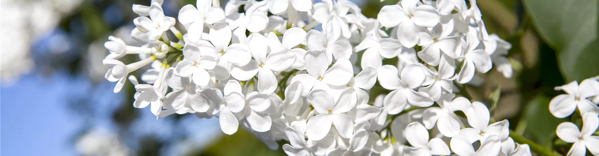 Blüten- & Ziersträucher düngen - Bellaflora