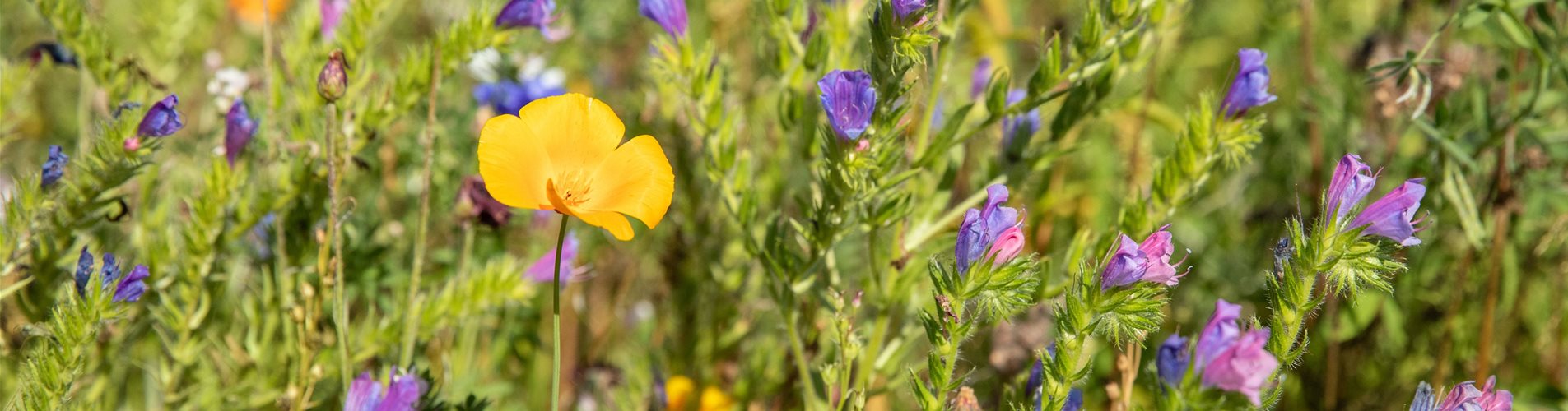 Wildblumenwiese Wildblumenwiese