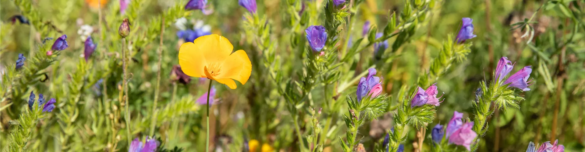 Einjährige Sommerblumen düngen - Bellaflora