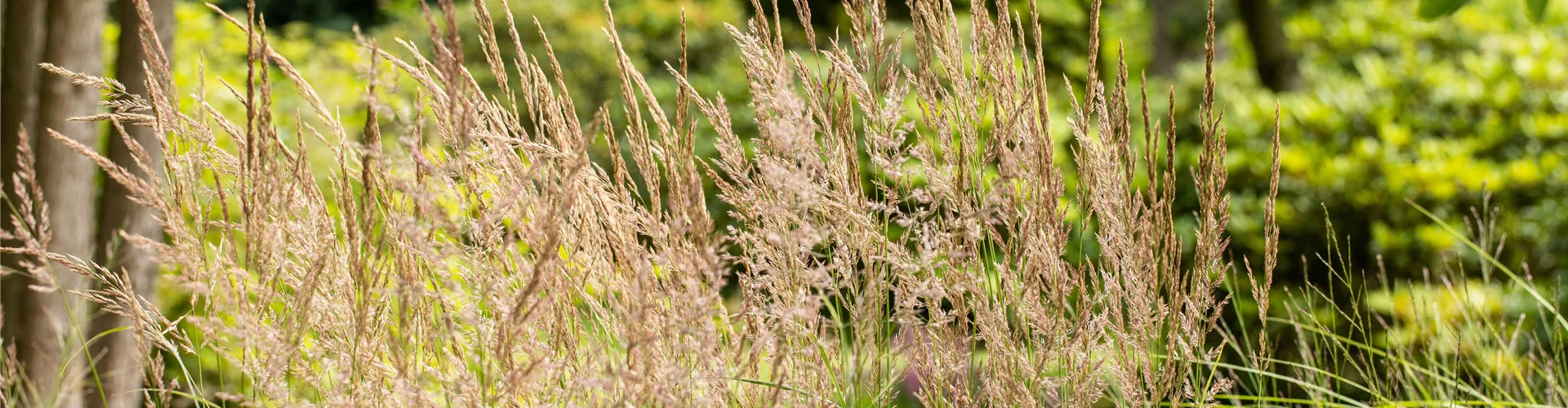 Blüten- & Ziersträucher düngen - Bellaflora