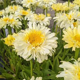 Leucanthemum maximum Real Charmer