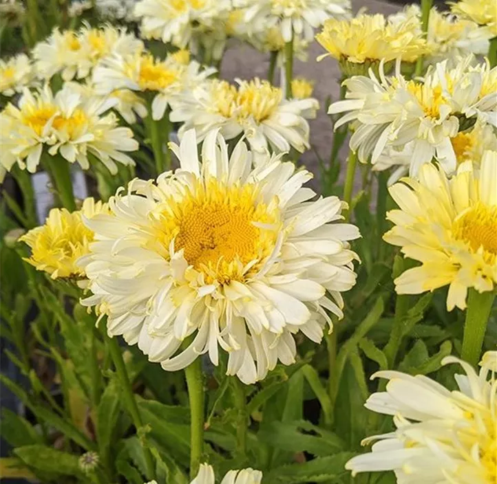 Großblumige Garten-Margerite 'Real Charmer'