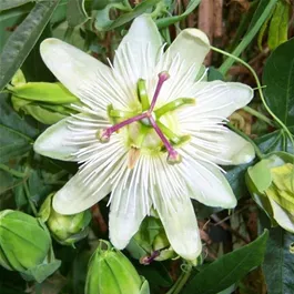 Passiflora Constance Elliot