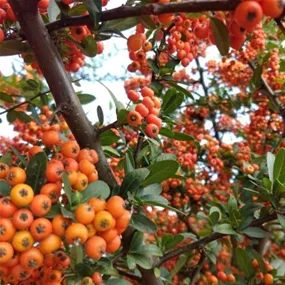 Pyracantha coccinea Red Column