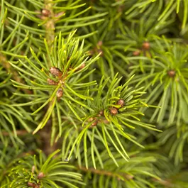 Picea glauca Conica