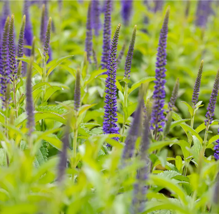 Scheinähriger Garten-Ehrenpreis 'Anniversary Blue'