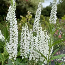 Veronica spicata Snow Candles