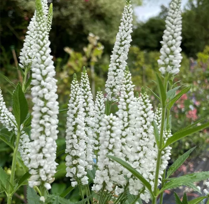 Scheinähriger Garten-Ehrenpreis 'Snow Candles'®