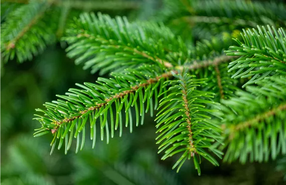 Tannenbaum schlagen - Nordmanntanne