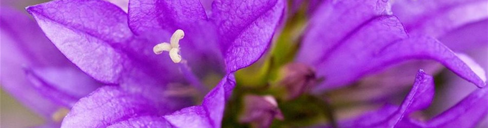 Knäuel-Glockenblume - Einpflanzen im Garten (Thumbnail) Knäuel-Glockenblume - Einpflanzen im Garten (Thumbnail)