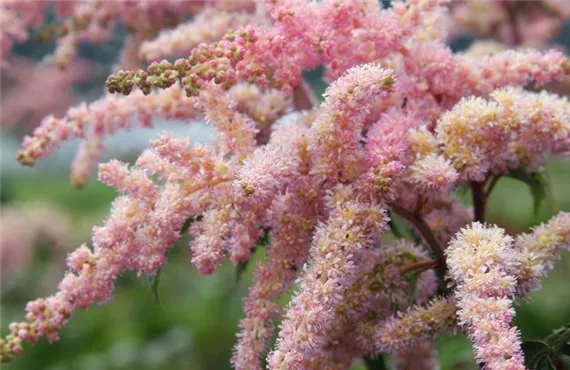 csm_Prachstpiere_Astilbe_rosa_IMG_6070_e6d56e9bb7.jpg