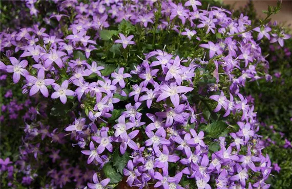 csm_Campanula_IMG_3519_859b91f794.jpg