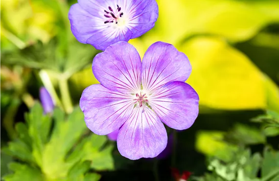 Geranium wallichianum 'Rozanne' ®