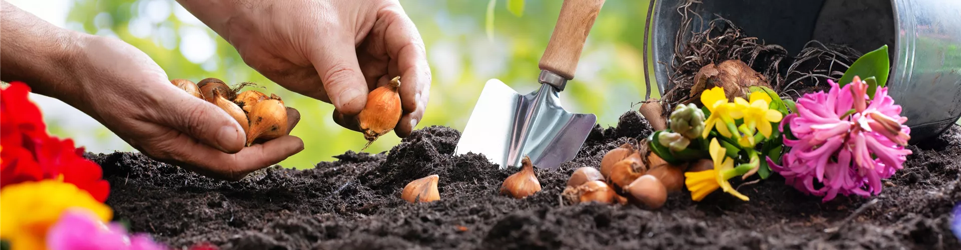 Zwiebelpflanzen düngen - Bellaflora