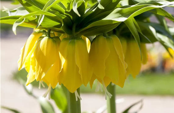 Fritillaria imperialis 'Maxima Lutea'