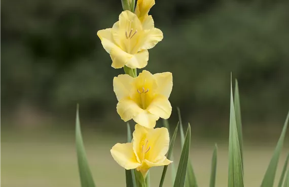 Gladiolus 'Glamini'®