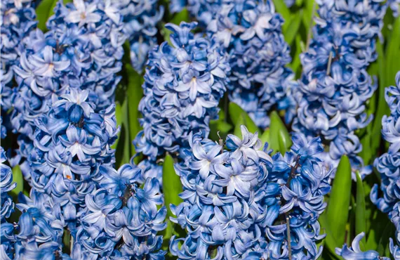 Hyacinthus 'Blue Star'