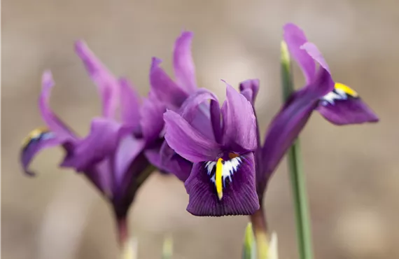 Iris reticulata