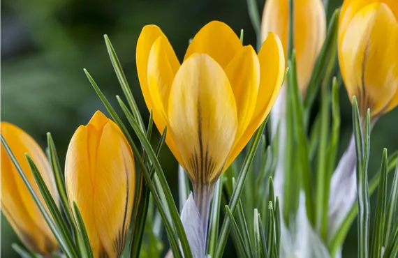 Crocus chrysanthus