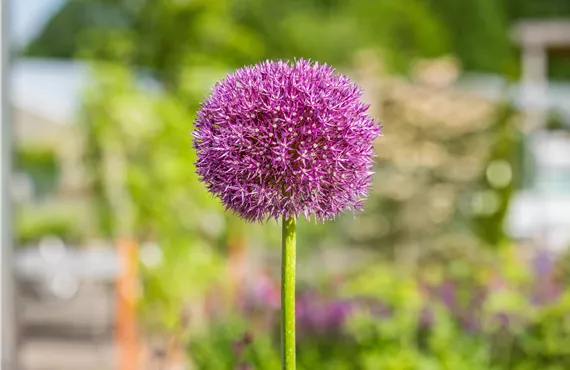 Allium Hybr. 'Dutchman'