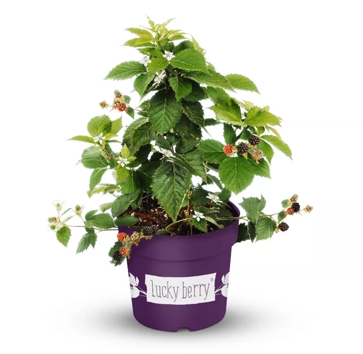 Brombeere 'Lucky Berry'®