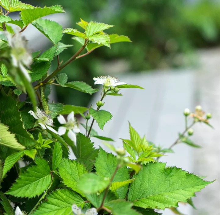 Brombeere 'Lucky Berry'®