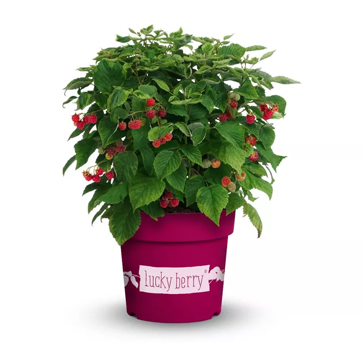 Himbeere 'Lucky Berry'®