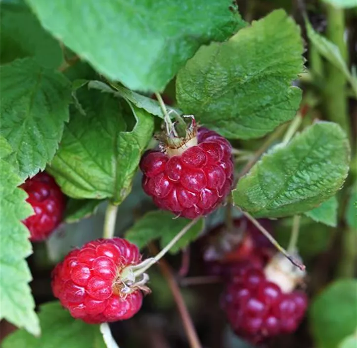 Himbeere 'Lucky Berry'®