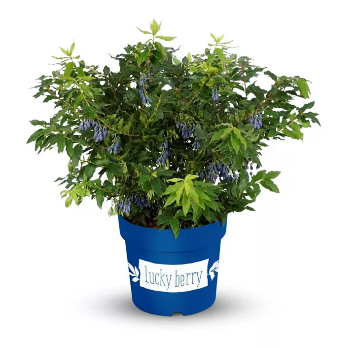 Heidelbeere 'Lucky Berry'®