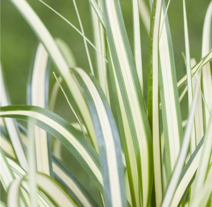 Gelbgrüne Garten-Segge 'Evergold'