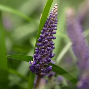 Liriope muscari Ingwersen