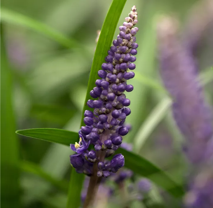 Garten-Glöckchentraube 'Ingwersen'