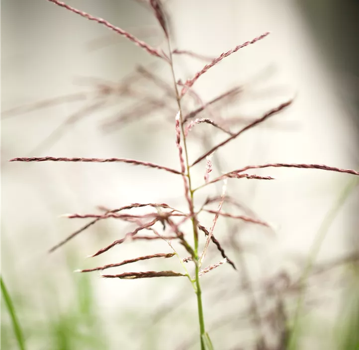 Garten-Chinaschilf 'Ferner Osten'