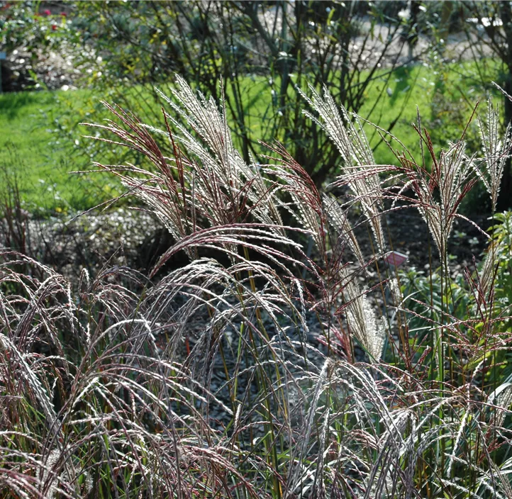 Garten-Chinaschilf 'Ferner Osten'