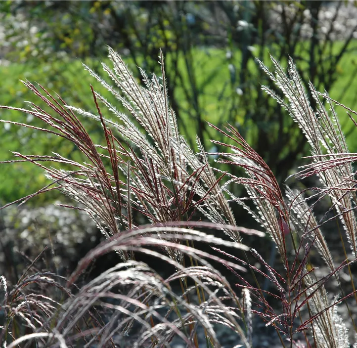 Garten-Chinaschilf 'Ferner Osten'