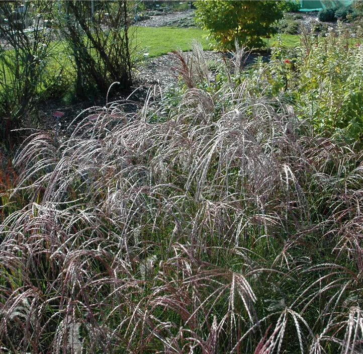 Garten-Chinaschilf 'Ferner Osten'