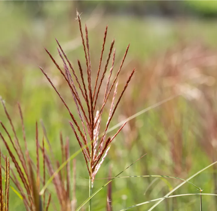 Garten-Chinaschilf 'Ferner Osten'