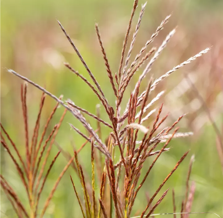 Garten-Chinaschilf 'Ferner Osten'