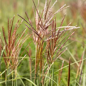 Miscanthus sinensis Ferner Osten